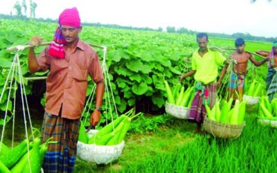 নিরাপদ কৃষিপণ্য উৎপাদনে গ্যাপ নীতিমালা অনুমোদন