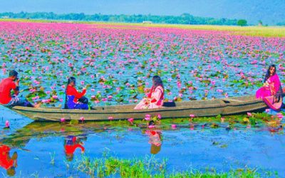 জৈন্তিয়ার লাল শাপলার বিলে
