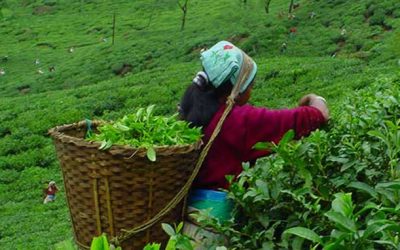 ভরা মৌসুমেও চায়ের বিপণন নিয়ে শঙ্কা