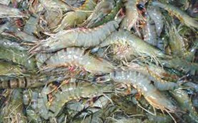 চিংড়ি রফতানিতে ক্ষতি সাড়ে ৪শ কোটি টাকা