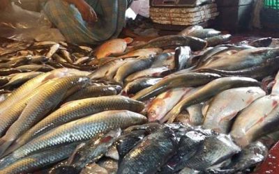 করোনাকালে মাছ রফতানি কমেছে