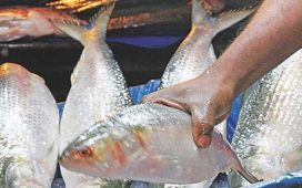 বাংলাদেশের কাছে ইলিশ চেয়ে ভারতের ব্যবসায়ীদের চিঠি