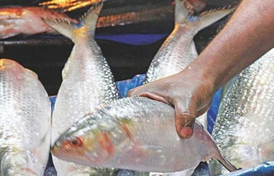 বাংলাদেশের কাছে ইলিশ চেয়ে ভারতের ব্যবসায়ীদের চিঠি