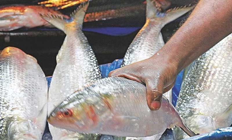 ২২ দিনের জন্য বন্ধ হচ্ছে ইলিশ আহরণ