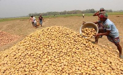 শ্রীলঙ্কায় আলু রপ্তানির সম্ভাবনা, বাজার যাচাইয়ে যাবে বাংলাদেশি প্রতিনিধি দল