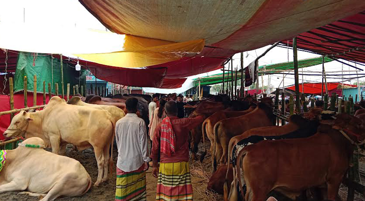 গাবতলী হাটে সরবরাহ বেশি থাকায় গরুর দামও সস্তা