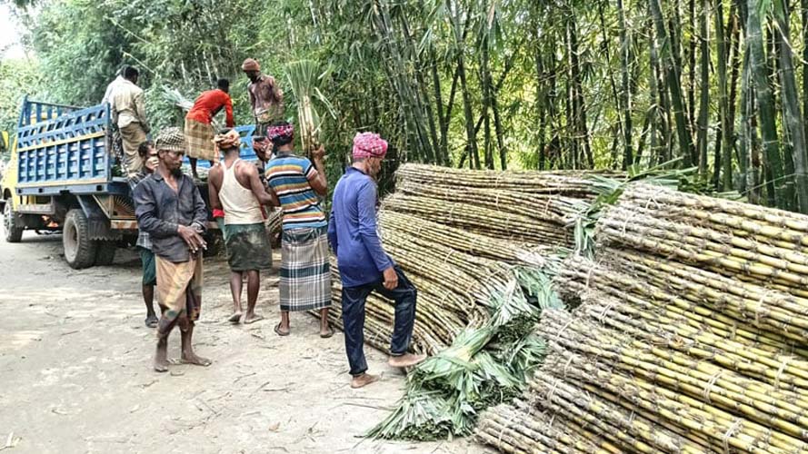 এক ইউনিয়ন থেকেই বছরে বিক্রি ৩০ কোটি টাকার আখ