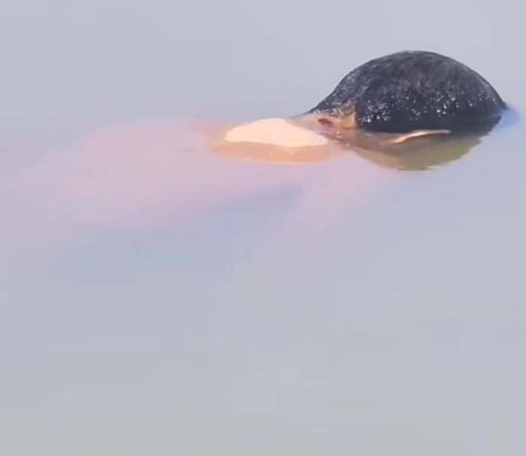 নালিতাবাড়িতে ভিক্ষুকের রহস্যজনক মৃত্যু