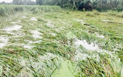 শিলাবৃষ্টি-বন্যায় ক্ষতিগ্রস্তদের সহায়তার নির্দেশ প্রধানমন্ত্রীর