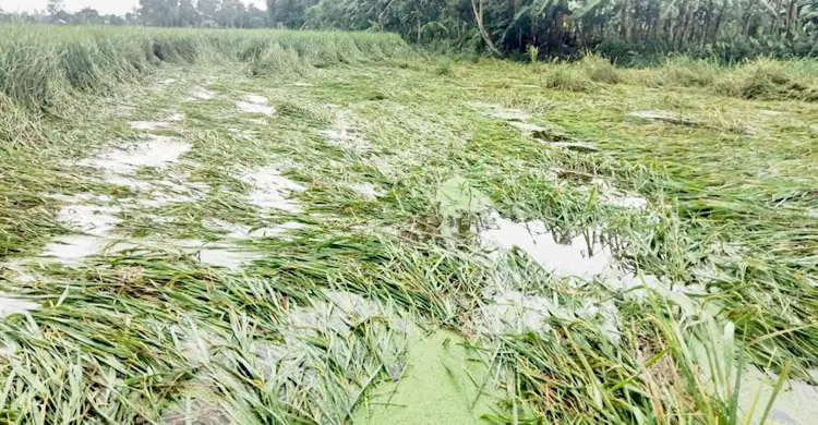 শিলাবৃষ্টি-বন্যায় ক্ষতিগ্রস্তদের সহায়তার নির্দেশ প্রধানমন্ত্রীর