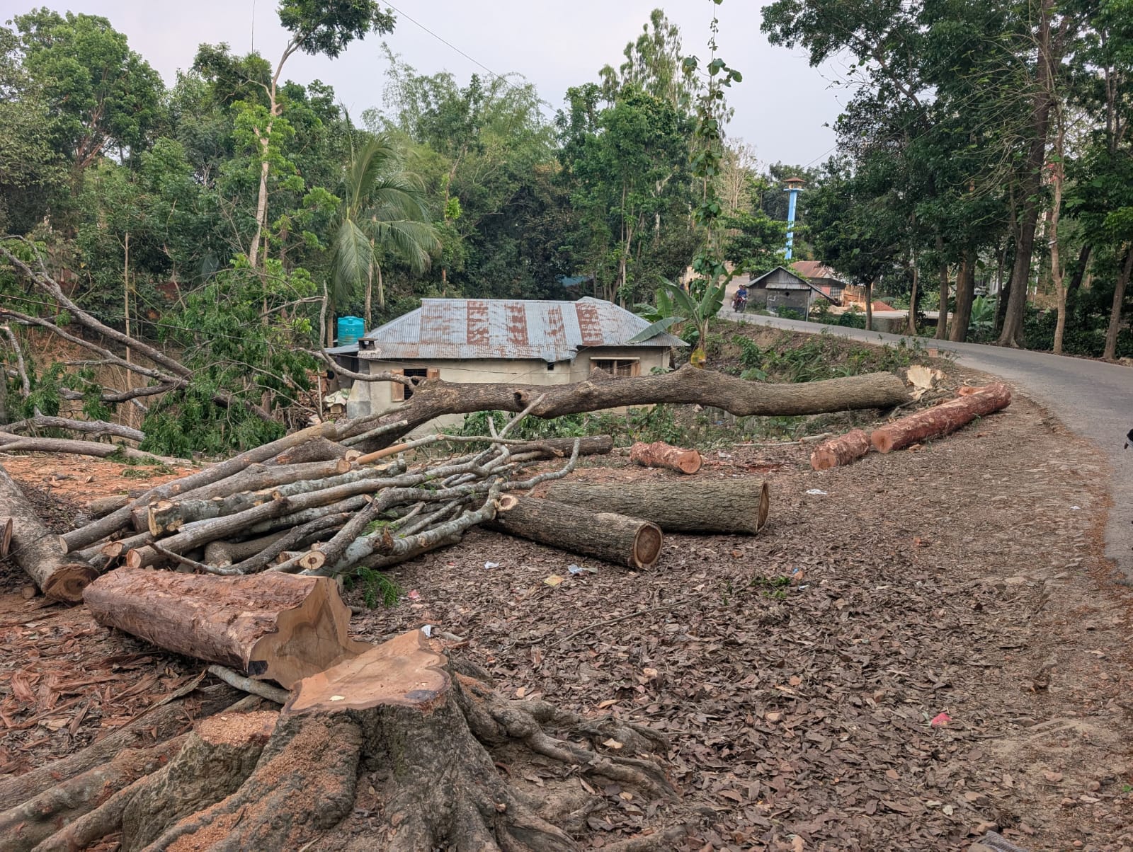 খাগড়াছড়ির মাটিরাঙ্গায় রাস্তার পাশে পুরোনো গাছ কর্তন