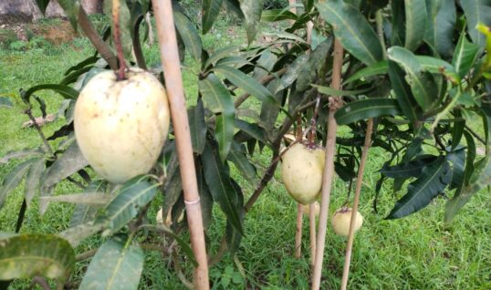 পাহাড়ি কৃষি গবেষণা কেন্দ্রের গবেষণা কার্যক্রম ও সম্ভাবনাময় ফসল উৎপাদন