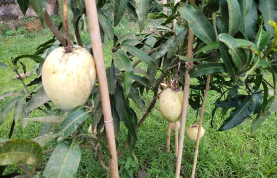 পাহাড়ি কৃষি গবেষণা কেন্দ্রের গবেষণা কার্যক্রম ও সম্ভাবনাময় ফসল উৎপাদন