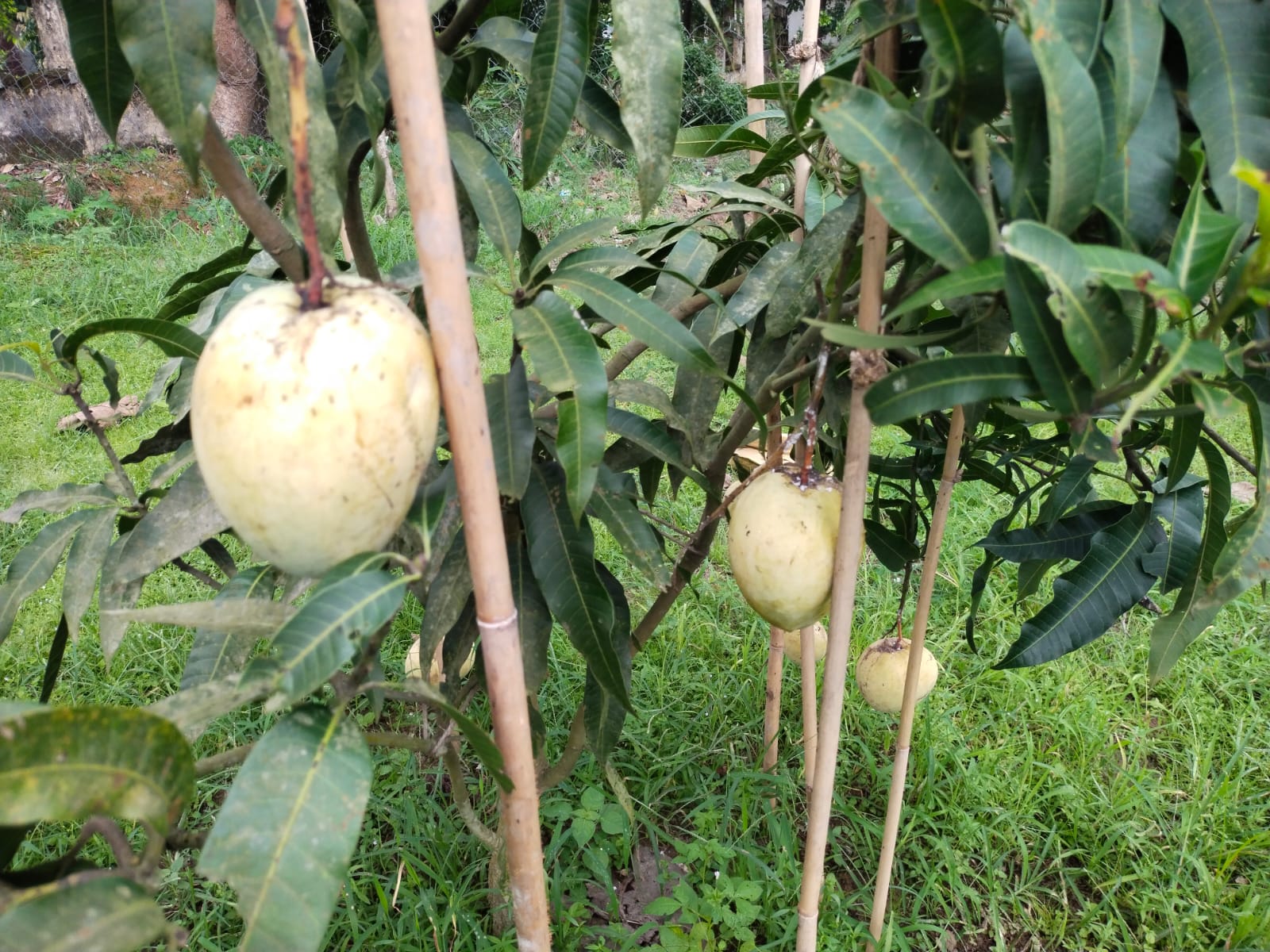 পাহাড়ি কৃষি গবেষণা কেন্দ্রের গবেষণা কার্যক্রম ও সম্ভাবনাময় ফসল উৎপাদন