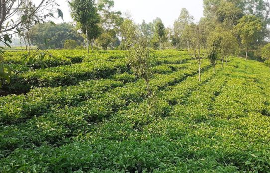 পঞ্চগড়ের ১৯ চা কারখানার অনুমোদনের মেয়াদ বাড়াল বাংলাদেশ চা বোর্ড