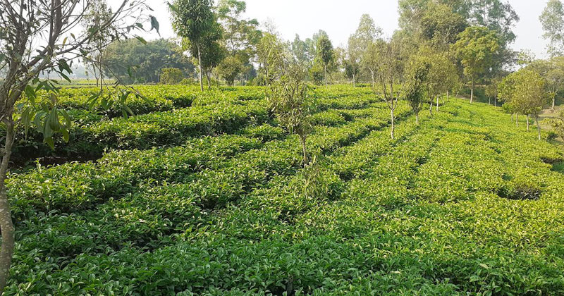 পঞ্চগড়ের ১৯ চা কারখানার অনুমোদনের মেয়াদ বাড়াল বাংলাদেশ চা বোর্ড