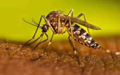 ডেঙ্গুতে ২৪ ঘণ্টায় ৫ মৃত্যু, হাসপাতালে ভর্তি ১,৩৬৬ জন
