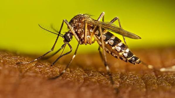 ডেঙ্গুতে ২৪ ঘণ্টায় ৫ মৃত্যু, হাসপাতালে ভর্তি ১,৩৬৬ জন